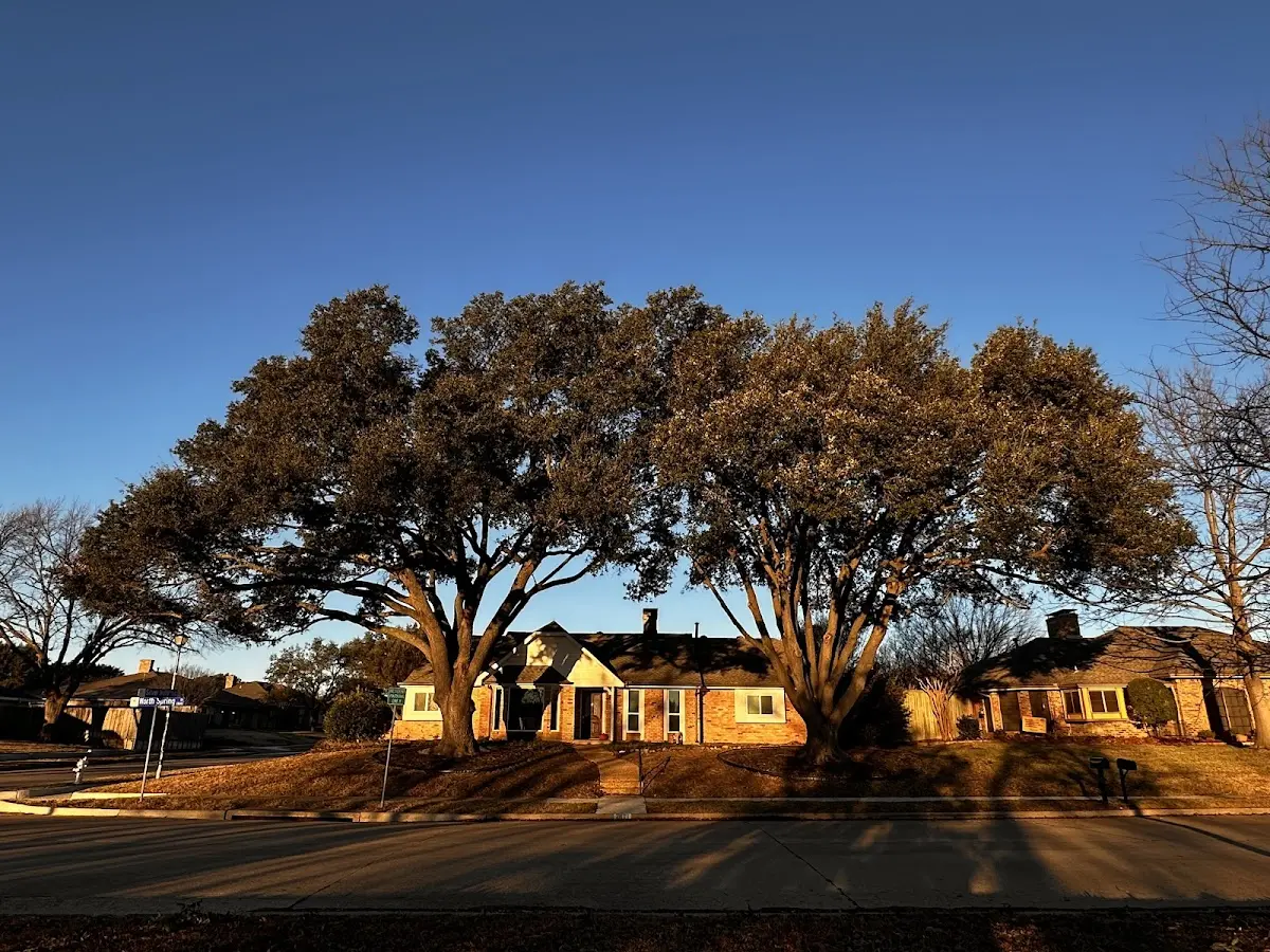 Established residential canopy tree shading a home in Vesper